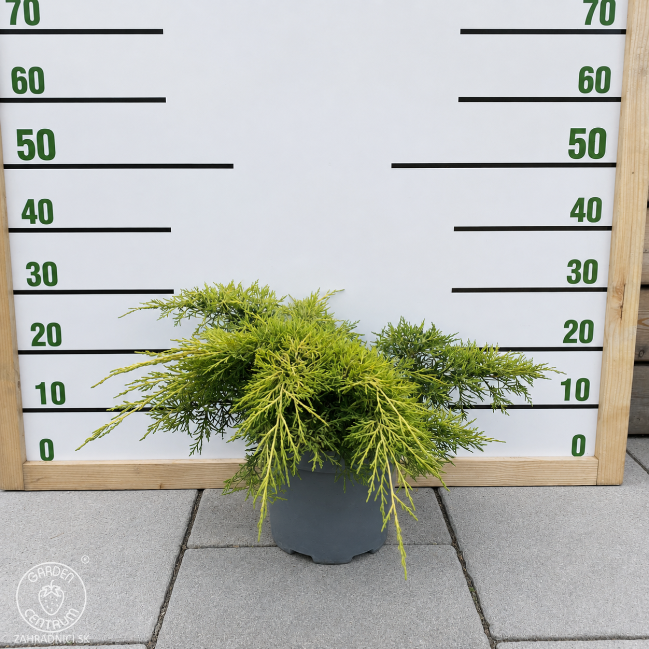 Obrázok Borievka prostredná (Juniperus media) ´PFITZERIANA AUREA´ - výška 30-40 cm, ⌀ 30-40 cm, kont. C3L